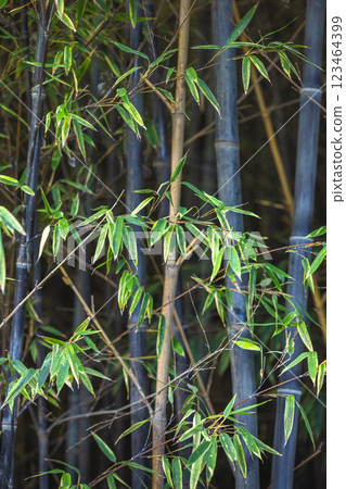 The Historical Botanical Garden La Concepcion in Malaga city at Andalusia, Spain, Europe. Lush green bamboo leaves against dark stalks. A vibrant natural scene. The Historical Botanical Garden La Concepcion in Malaga city at Andalusia, Spain, Europe. Lush green bamboo leaves against dark stalks. A vibrant natural scene. 123464399
