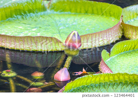 The Historical Botanical Garden La Concepcion in Malaga city at Andalusia, Spain, Europe. Giant water lily pads with emerging flower buds. A serene aquatic scene. The Historical Botanical Garden La Concepcion in Malaga city at Andalusia, Spain, Europe. Giant water lily pads with emerging flower buds. A serene aquatic scene. 123464401