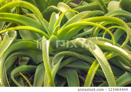 The Historical Botanical Garden La Concepcion in Malaga city at Andalusia, Spain, Europe. Close-up of vibrant green aloe vera plants, showcasing their thick, spiky leaves. 123464404