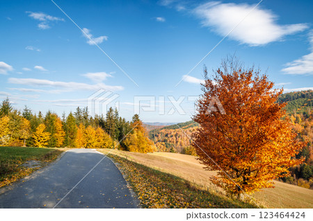 Road in autumn landscape with colorful trees. Beskydy Mountains in Czech Republic, Europe. 123464424