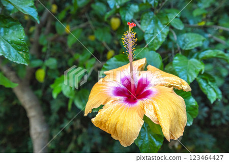 The Historical Botanical Garden La Concepcion in Malaga city at Andalusia, Spain, Europe. A vibrant hibiscus flower in full bloom, showcasing its delicate petals and rich colors. 123464427