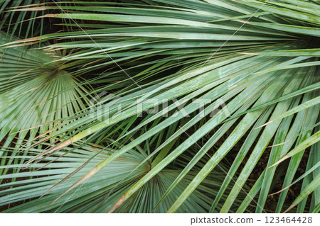 The Historical Botanical Garden La Concepcion in Malaga city at Andalusia, Spain, Europe. Close-up of lush, green palm fronds. Textured leaves create a natural, tropical backdrop. 123464428