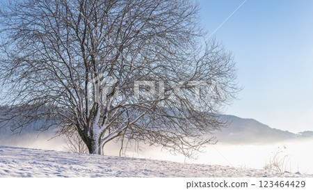 Snowy tree in the foreground of the winter misty landscape at sunny day. The Orava region in north of Slovakia, Europe. Snowy tree in the foreground of the winter misty landscape at sunny day. The Orava region in north of Slovakia, Europe. 123464429