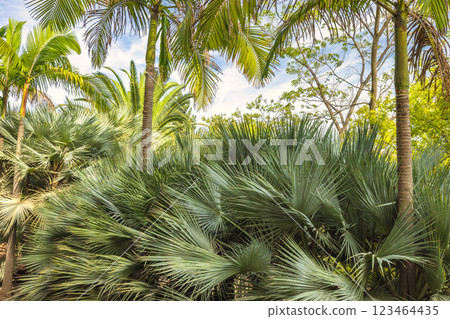 The Historical Botanical Garden La Concepcion in Malaga city at Andalusia, Spain, Europe. Lush tropical foliage, palm trees and vibrant green leaves under a bright sky. The Historical Botanical Garden La Concepcion in Malaga city at Andalusia, Spain, Europe. Lush tropical foliage, palm trees and vibrant green leaves under a bright sky. 123464435