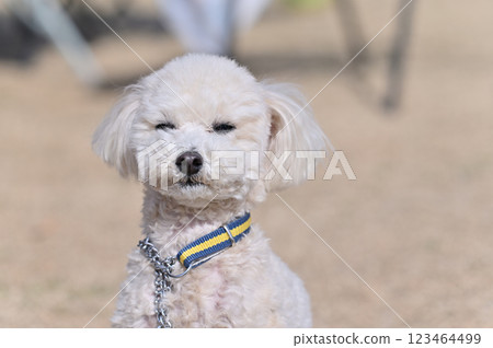 玩具獅子狗有照相機視圖 123464499