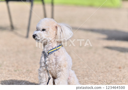 玩具貴賓犬坐著凝視 123464500