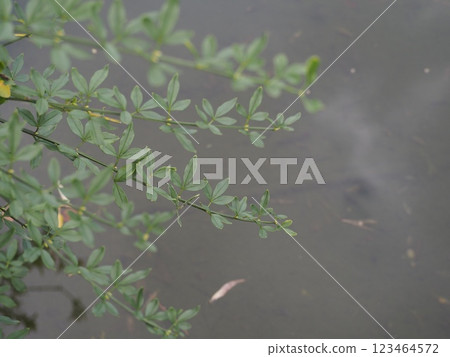 落葉喬木:黃梅葉 落葉喬木:黃梅葉 123464572