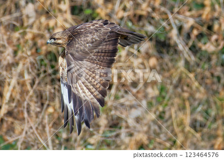 一隻禿鷹在我面前搧動翅膀 一隻禿鷹在我面前搧動翅膀 123464576