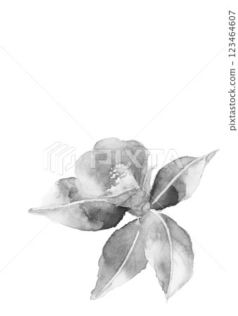 一朵單色雪山茶花以水彩、水墨畫風格插圖 [手繪] 繪製在白色背景上，透明背景，有複製空間 123464607
