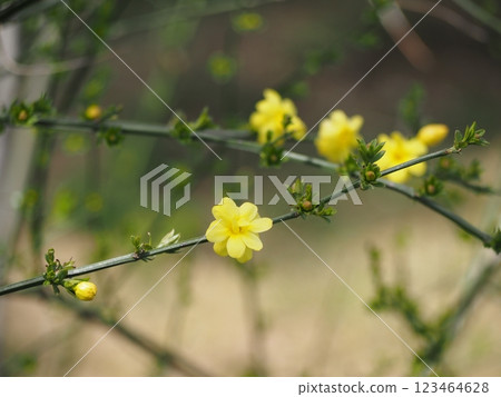 Spring flowers: Yellow plum Spring flowers: Yellow plum 123464628
