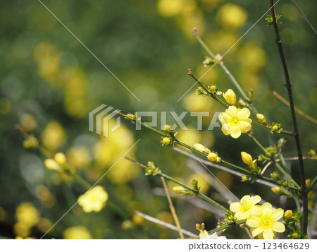 Spring flowers: Yellow plum Spring flowers: Yellow plum 123464629