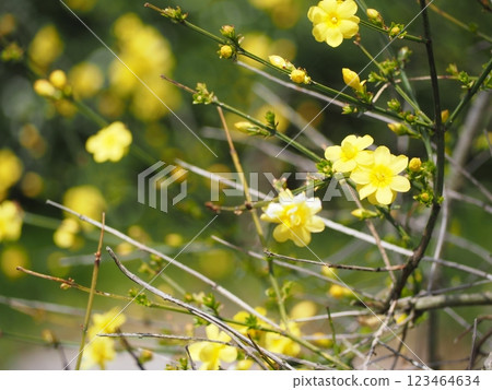 春季花卉:黃梅 春季花卉:黃梅 123464634