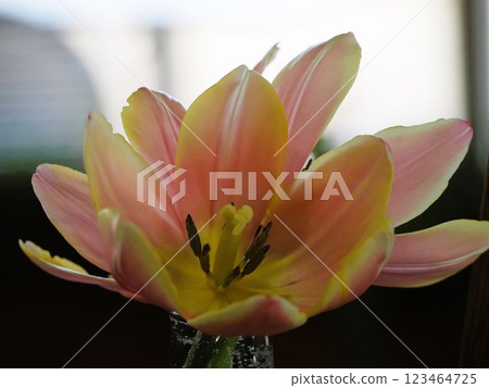 粉紅色的鬱金香 粉紅色的鬱金香 123464725