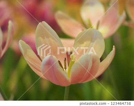 粉紅色的鬱金香 粉紅色的鬱金香 123464738