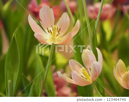 Pink tulip 123464740