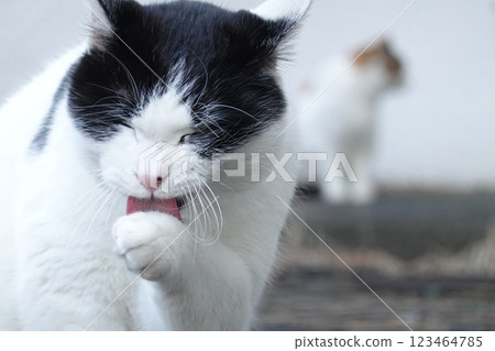 Black and white cat licking its paw Black and white cat licking its paw 123464785