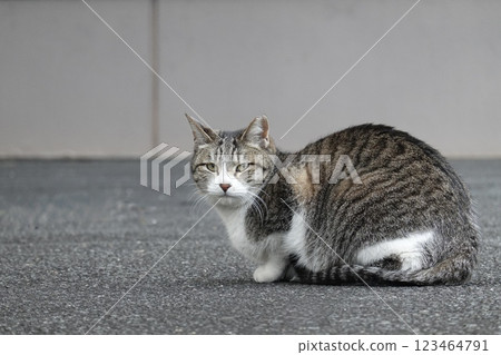 A brown and white cat sitting in a box A brown and white cat sitting in a box 123464791