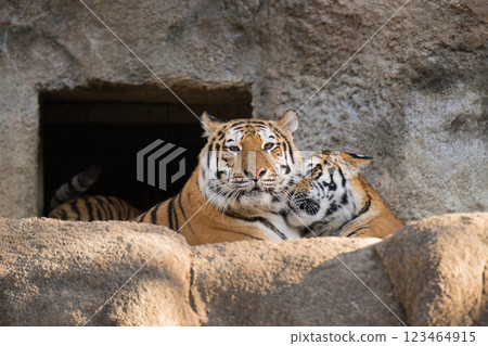 A mother and her tiger cub kissing each other A mother and her tiger cub kissing each other 123464915