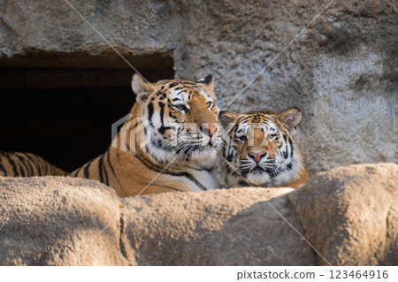 Head of a tiger and its cub 123464916