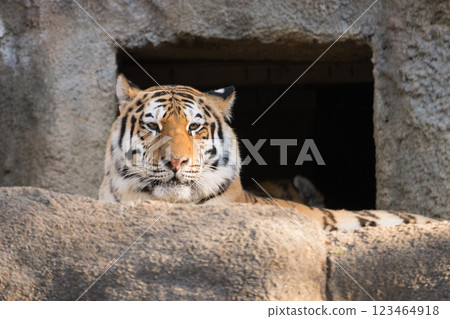 Tiger front head 123464918