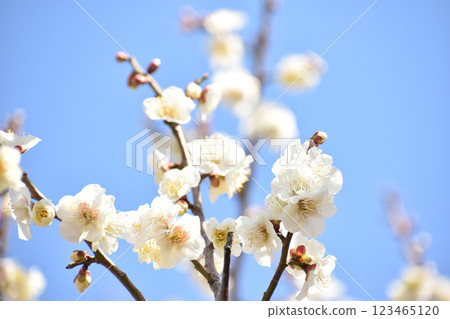 White plum blossoms shining in the blue sky of early spring 123465120