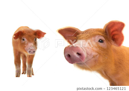 orange piglet isolated on white background 123465121