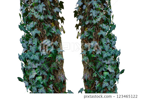 tree trunk entwined with ivy isolated on white background 123465122