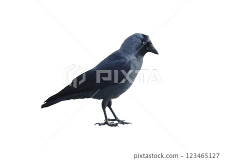Jackdaw isolated on white background 123465127