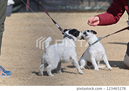 Two friendly Jack Russells 123465276