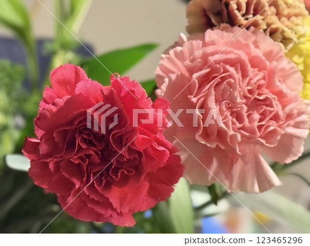Pretty Carnation Pretty Carnation 123465296