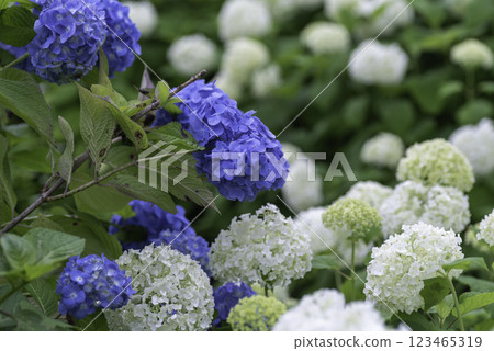 Blue hydrangea 123465319