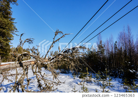 Tree contact compromises high voltage overhead transmission line creating electrical hazard in forested area increasing electrocution risk ground current potential. 123465363