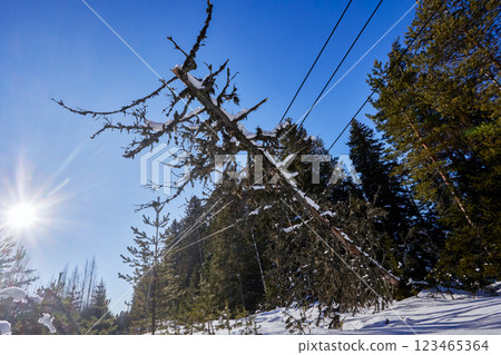 Vegetation management failure leads tree failure causing conductor damage overhead power lines energized creating threat people animals increasing chance line disruption. 123465364