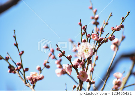Pink plum blossoms that stand out against the blue sky of early spring 123465421