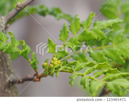 A flower of a pepper 123465471