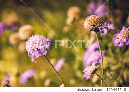 Scabiosa dove Butterfly Blue in a spring garden. Growing ornamental perennial flowering plants. Purple lilac blooming flowers, flower buds in a meadow Scabiosa dove Butterfly Blue in a spring garden. Growing ornamental perennial flowering plants. Purple lilac blooming flowers, flower buds in a meadow 123465548
