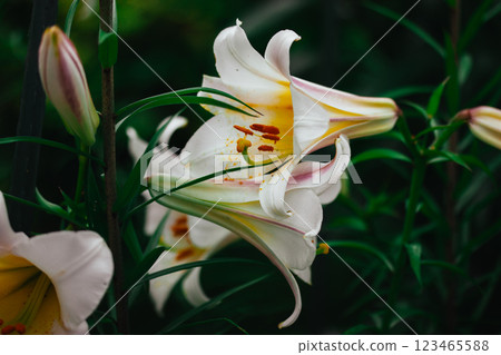 White yellow Lilium regale, called the regal or royal lily, king's lily. Flowering plant in a lily family Liliaceae. Trumpet-shaped big bell flowers. White yellow Lilium regale, called the regal or royal lily, king's lily. Flowering plant in a lily family Liliaceae. Trumpet-shaped big bell flowers. 123465588