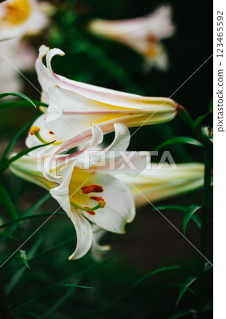 White yellow Lilium regale, called the regal or royal lily, king's lily. Flowering plant in a lily family Liliaceae. Trumpet-shaped big bell flowers. White yellow Lilium regale, called the regal or royal lily, king's lily. Flowering plant in a lily family Liliaceae. Trumpet-shaped big bell flowers. 123465592