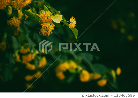 A branch of a linden tree with yellow small flowers with honey fragrance in a spring park. Deciduous flowering tree in April. Blooming tree twig.  123465599