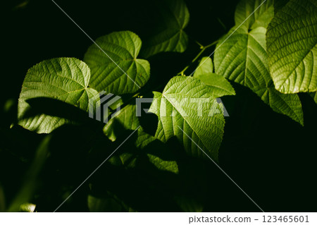 Fresh young green leaves of Large-leaved Linden on tree branches in a spring summer garden on dark background. Foliage in a shadow and sunny light. 123465601