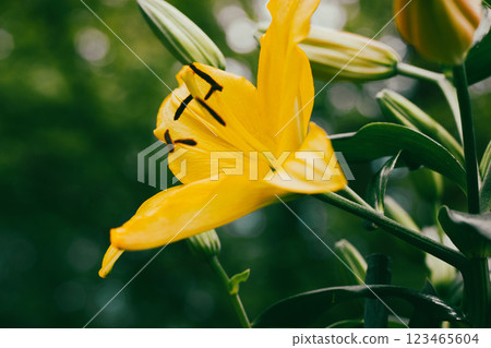 Single yellow Lilium regale, called the regal or royal lily, king's lily. Flowering plant in a lily family Liliaceae. Trumpet-shaped big bell flowers. Single yellow Lilium regale, called the regal or royal lily, king's lily. Flowering plant in a lily family Liliaceae. Trumpet-shaped big bell flowers. 123465604