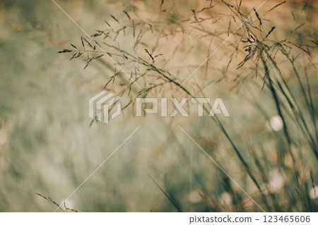 Gentle natural background with green grass. Beautiful poster of nature. Wild grassland. Wheat meadow, field wallpaper. Natural landscape, scenery. Gentle natural background with green grass. Beautiful poster of nature. Wild grassland. Wheat meadow, field wallpaper. Natural landscape, scenery. 123465606
