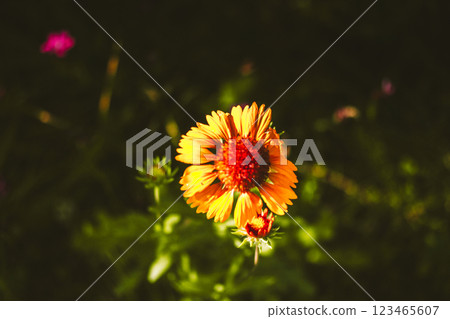Gaillardia aristata 'Kokarda' - Gaillardia aristata. Winter-hardy perennial plant with orange inflorescences in full bloom. Summer nature and flowers. Gaillardia aristata 'Kokarda' - Gaillardia aristata. Winter-hardy perennial plant with orange inflorescences in full bloom. Summer nature and flowers. 123465607