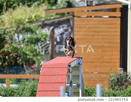 一隻快樂奔跑的臘腸犬（Kaninchen Dachshund） 123465758