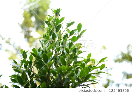 Tropical tree leaf with branches in garden 123465806