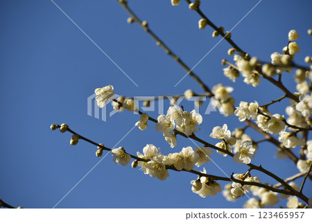 White plum blossoms shining in the blue sky of early spring 123465957