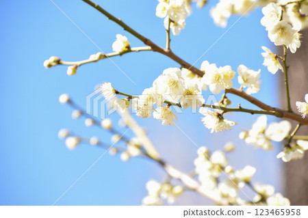 White plum blossoms shining in the blue sky of early spring 123465958