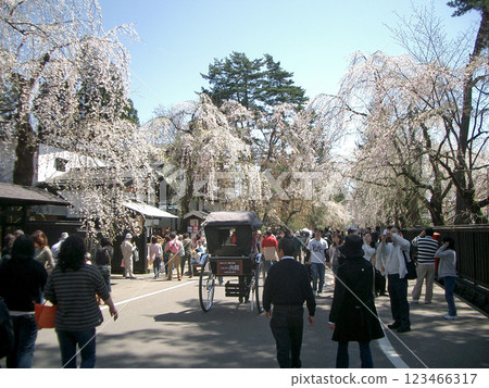 Cherry blossoms along Kakunodate's Samurai Residence Street (Semboku City, Akita Prefecture) 123466317