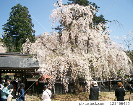 角館武士宅邸街（秋田縣仙北市）的櫻花 123466435