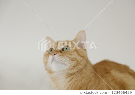 Daily scenery of cat parent and child 123466439